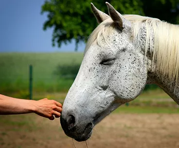 Main tendue vers un cheval blanc au calme