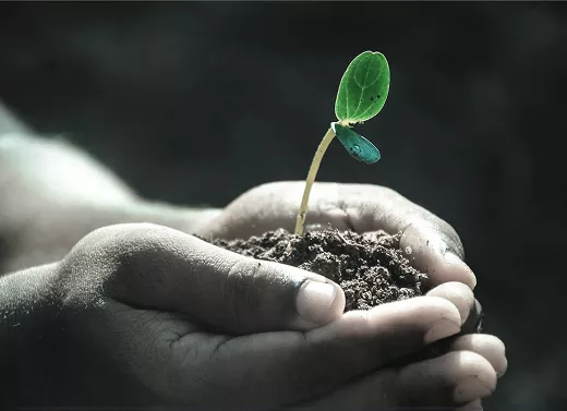 Jeune pousse dans des mains, symbole de croissance personnelle